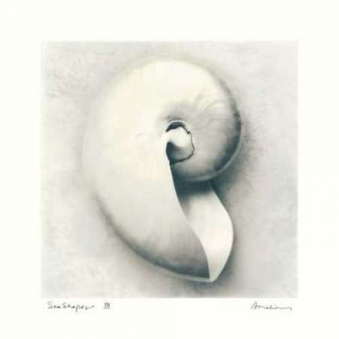 Posterazzi Sea Shapes III Canvas Art - Amy Melious (24 x 24)