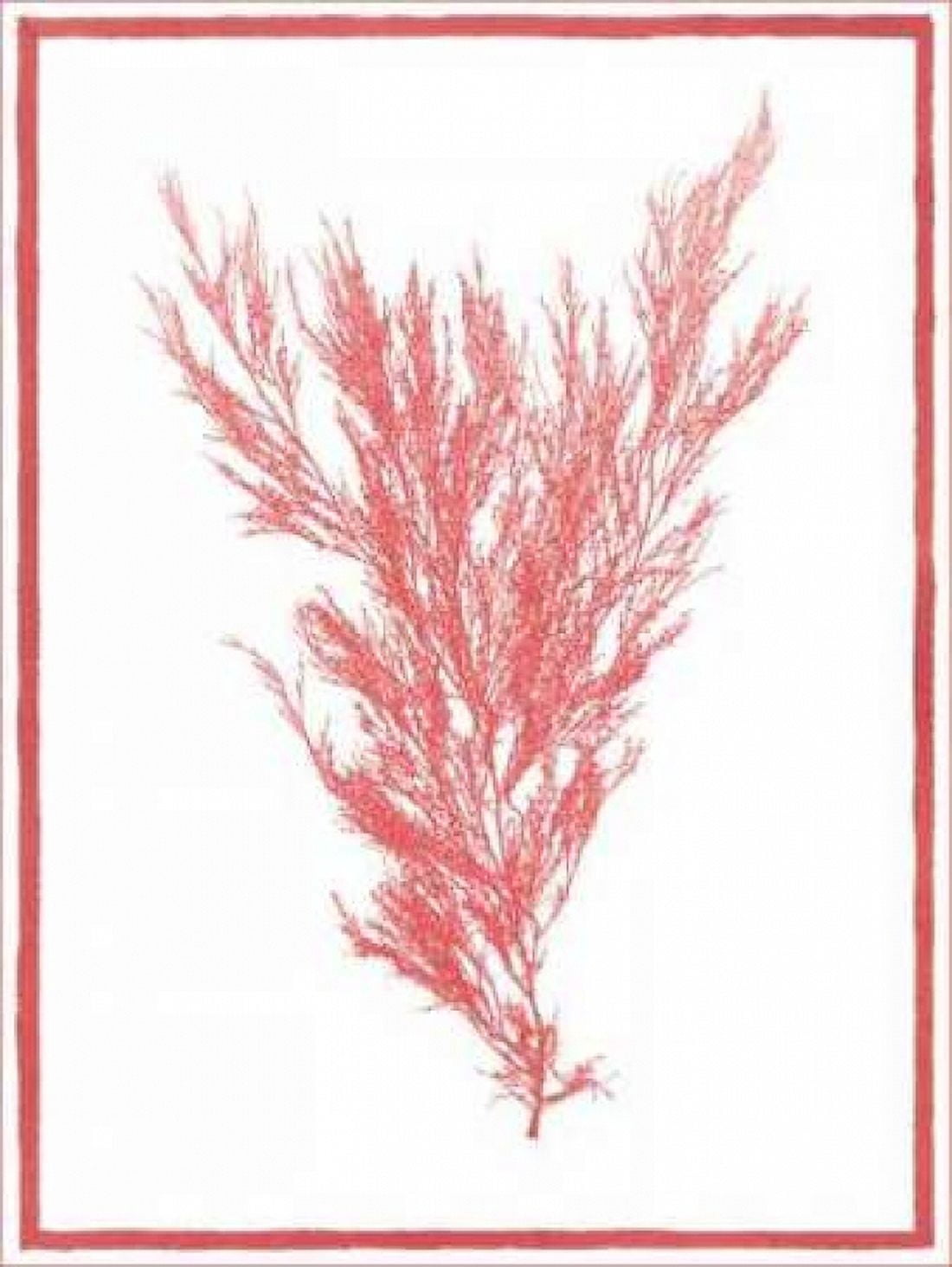 Posterazzi Sea Things II Canvas Art - Sarah E Chilton (18 x 24)