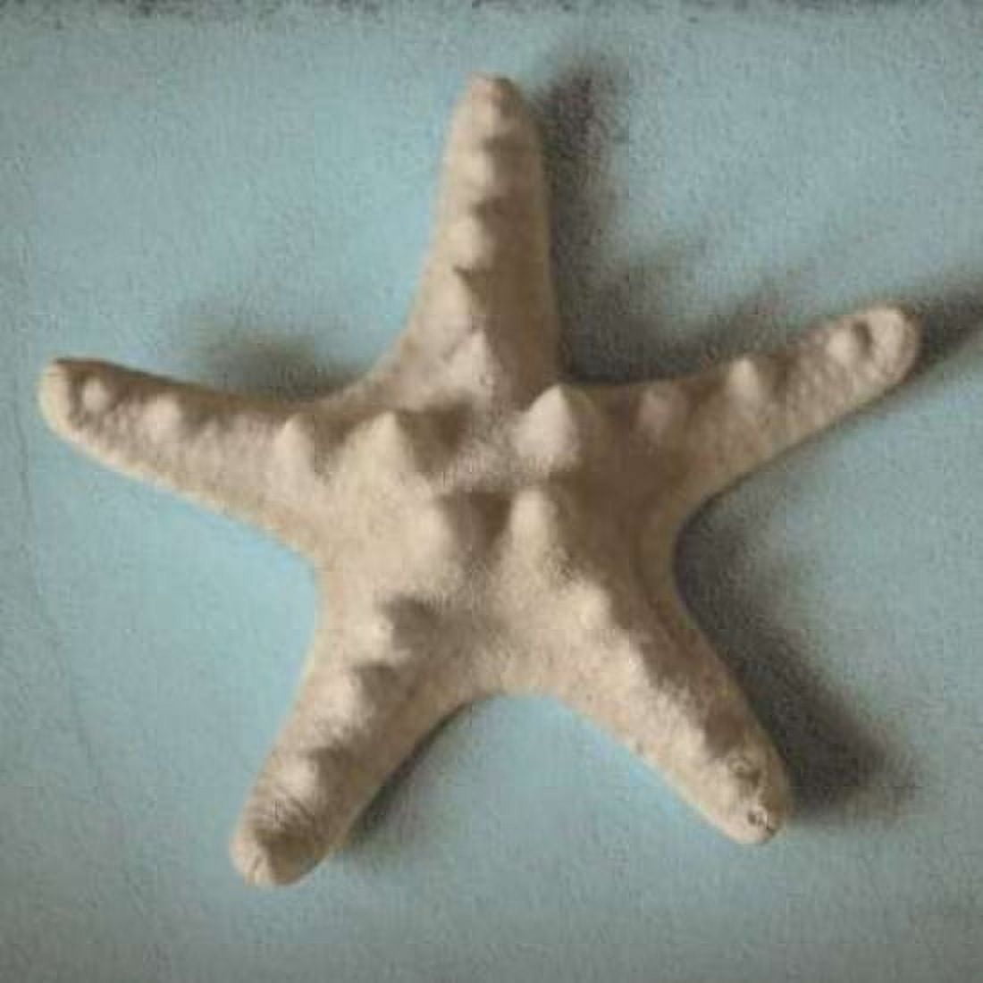 Posterazzi Seashell Study III Canvas Art - Heather Jacks (24 x 24)