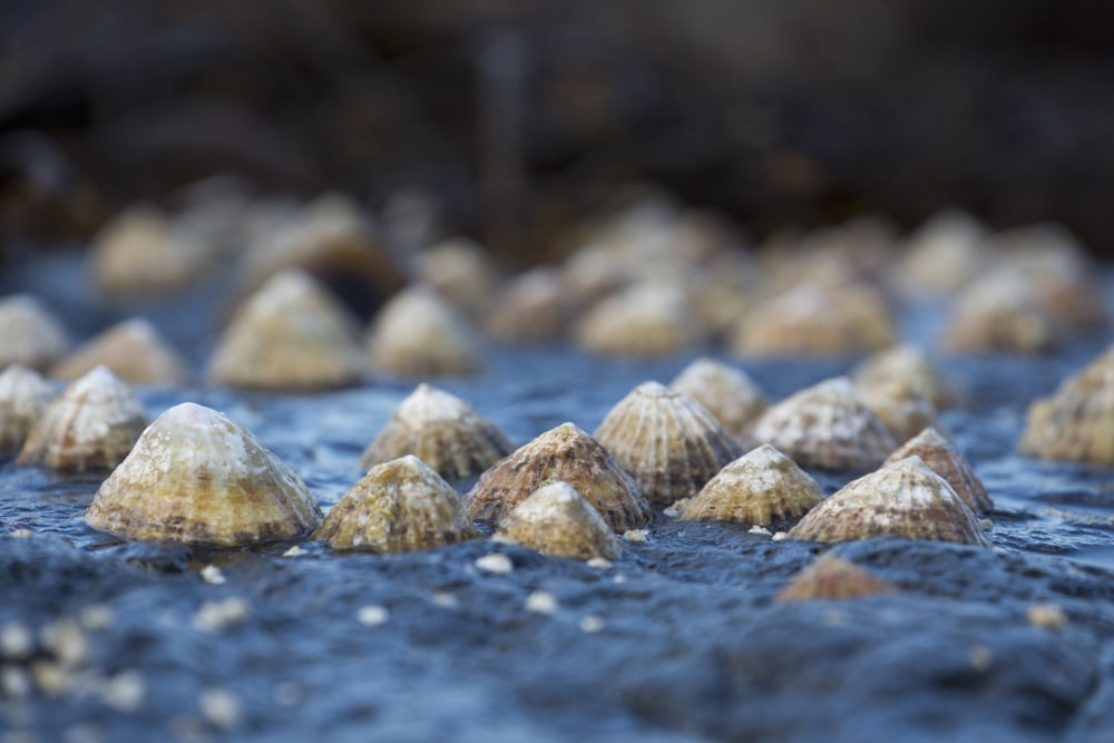 Posterazzi Seashells on a rock South Shields Tyne and Wear England Canvas Art - John Short Design Pics (38 x 24)