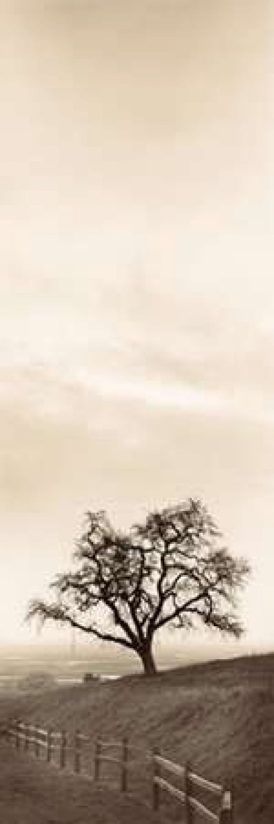 Posterazzi Sentinel Oak Tree Canvas Art - Alan Blaustein (12 x 36)