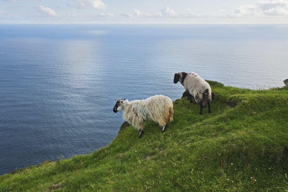 Posterazzi Sheep at Moyteoge Head bei Dooagh Achill Island County Mayo Ireland Canvas Art - Carl Bruemmer Design Pics (38 x 24)