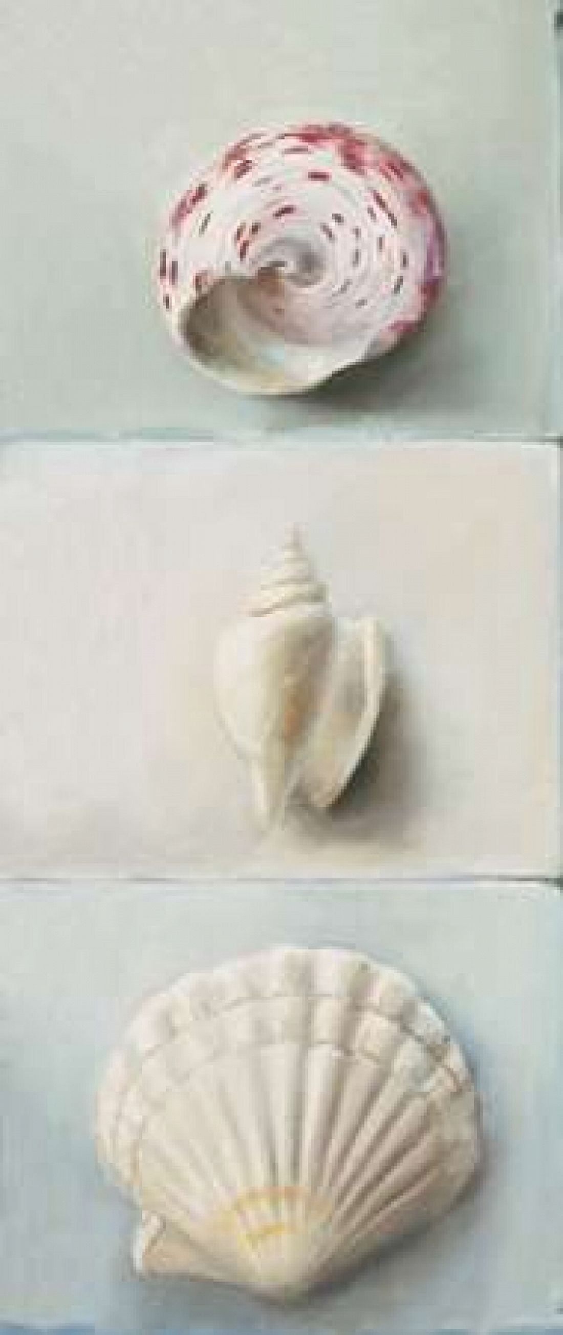 Posterazzi Shell selection IV Canvas Art - Milieu du Ciel (24 x 48)