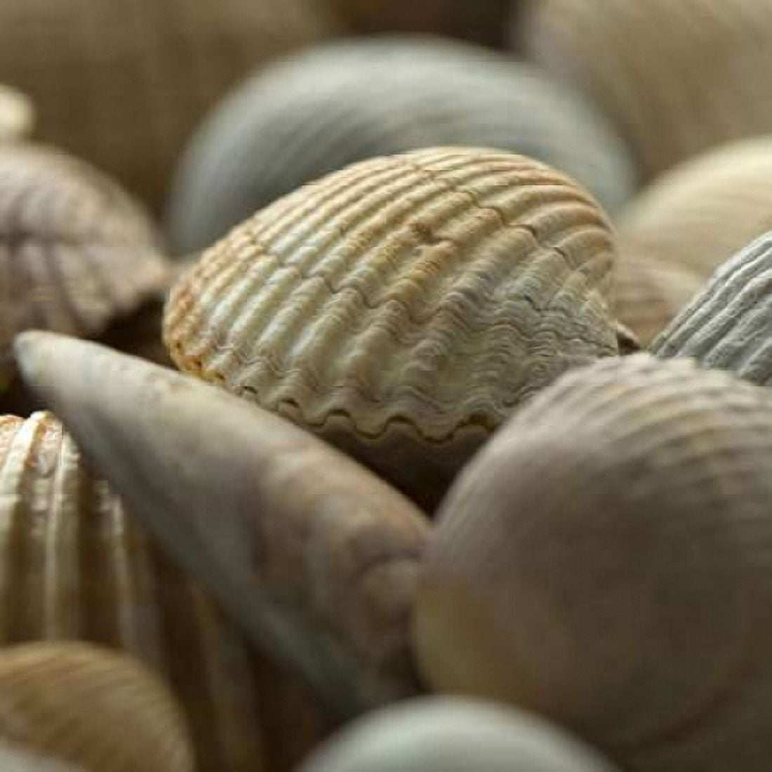 Posterazzi Shells 2 Canvas Art - PhotoINC Studio (24 x 24)