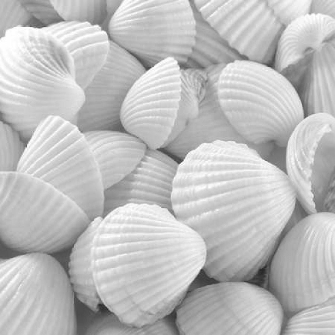 Posterazzi Shells 3 Canvas Art - PhotoINC Studio (24 x 24)