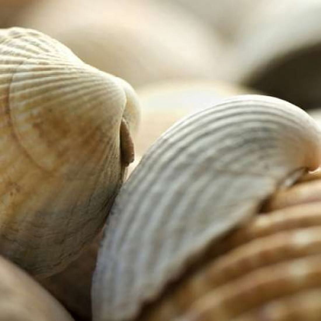Posterazzi Shells 4 Canvas Art - PhotoINC Studio (24 x 24)