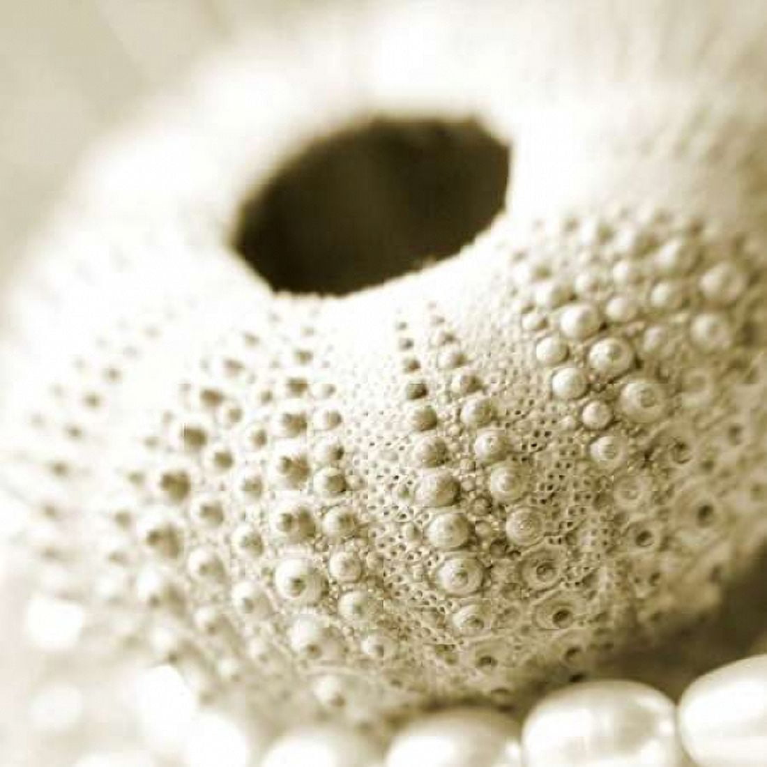 Posterazzi Shells and Pearls 2 Canvas Art - PhotoINC Studio (24 x 24)