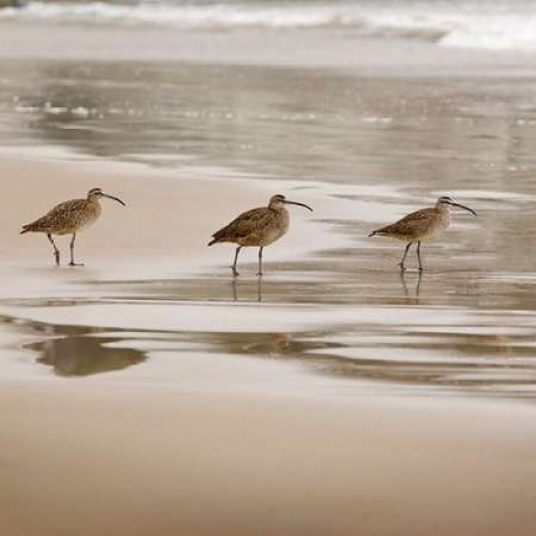 Posterazzi Shore Birds II Canvas Art - Danita Delimont (24 x 24)