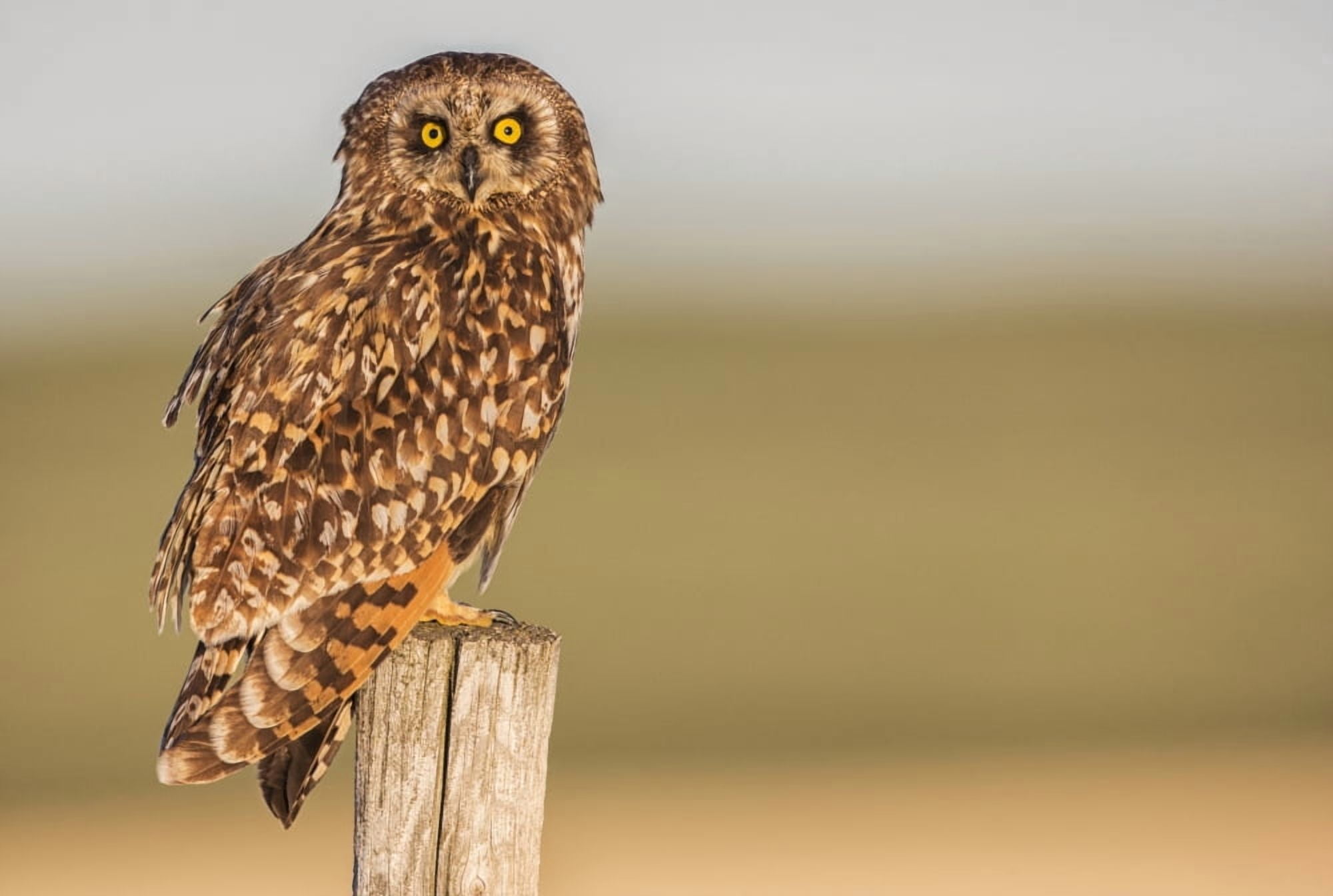 Posterazzi Short earred owl (Asio flammeus) sitting on a fence post Saskatchewan Canada Canvas Art - Robert Postma Design Pics (36 x 24)