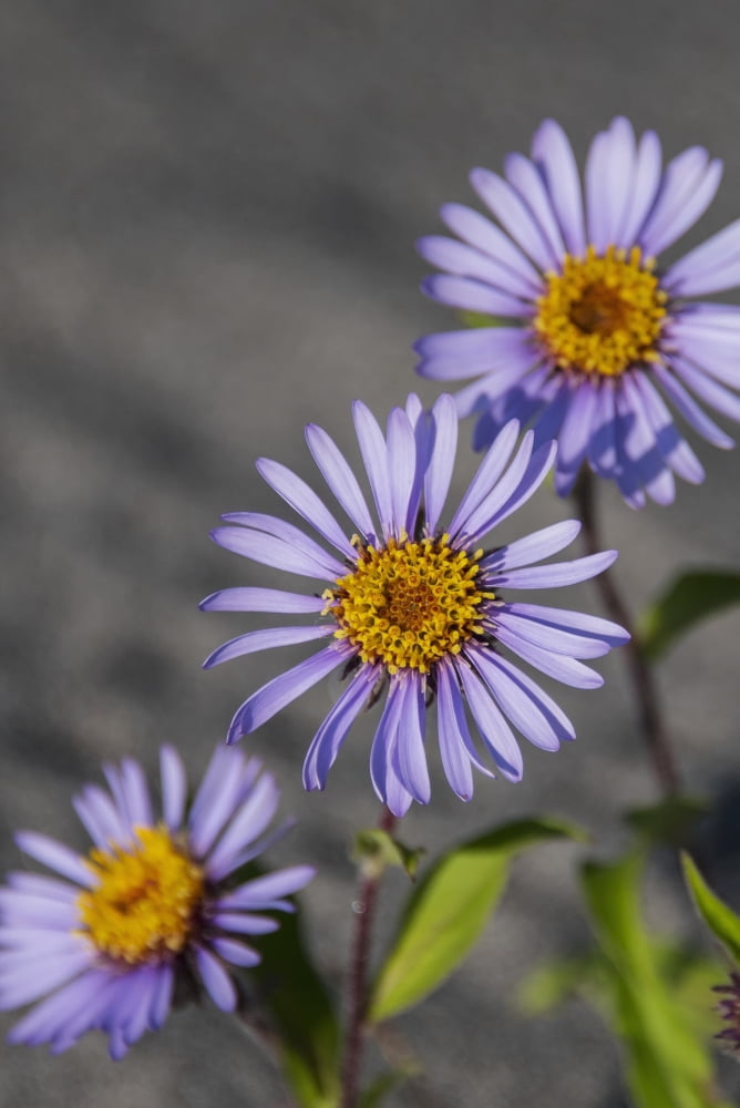 Posterazzi Siberian Aster along the Marsh Fork of the Canning River in the Arctic National Wildlife Refuge Summer Alaska Canvas Art - Cathy Hart Design Pics (24 x 38)