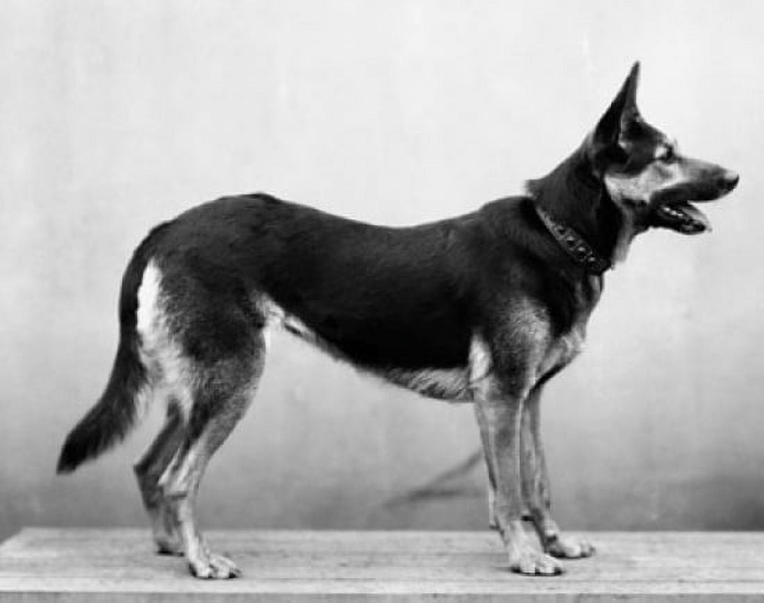 Posterazzi Side profile of a German Shepherd Canvas Art -  (24 x 36)