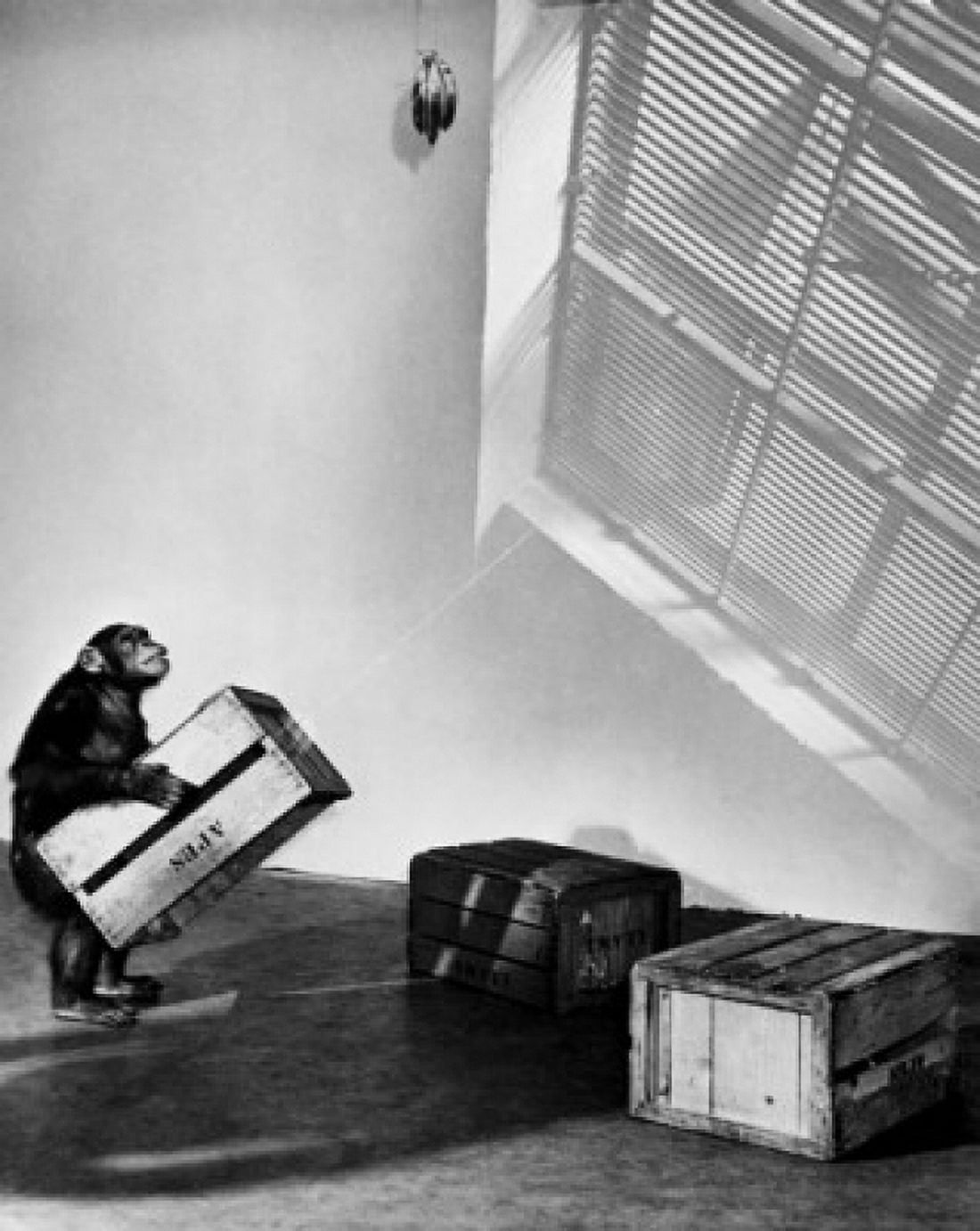 Posterazzi Side profile of a chimpanzee making a stack of crates to reach a bunch of bananas Canvas Art - (24 x 36)