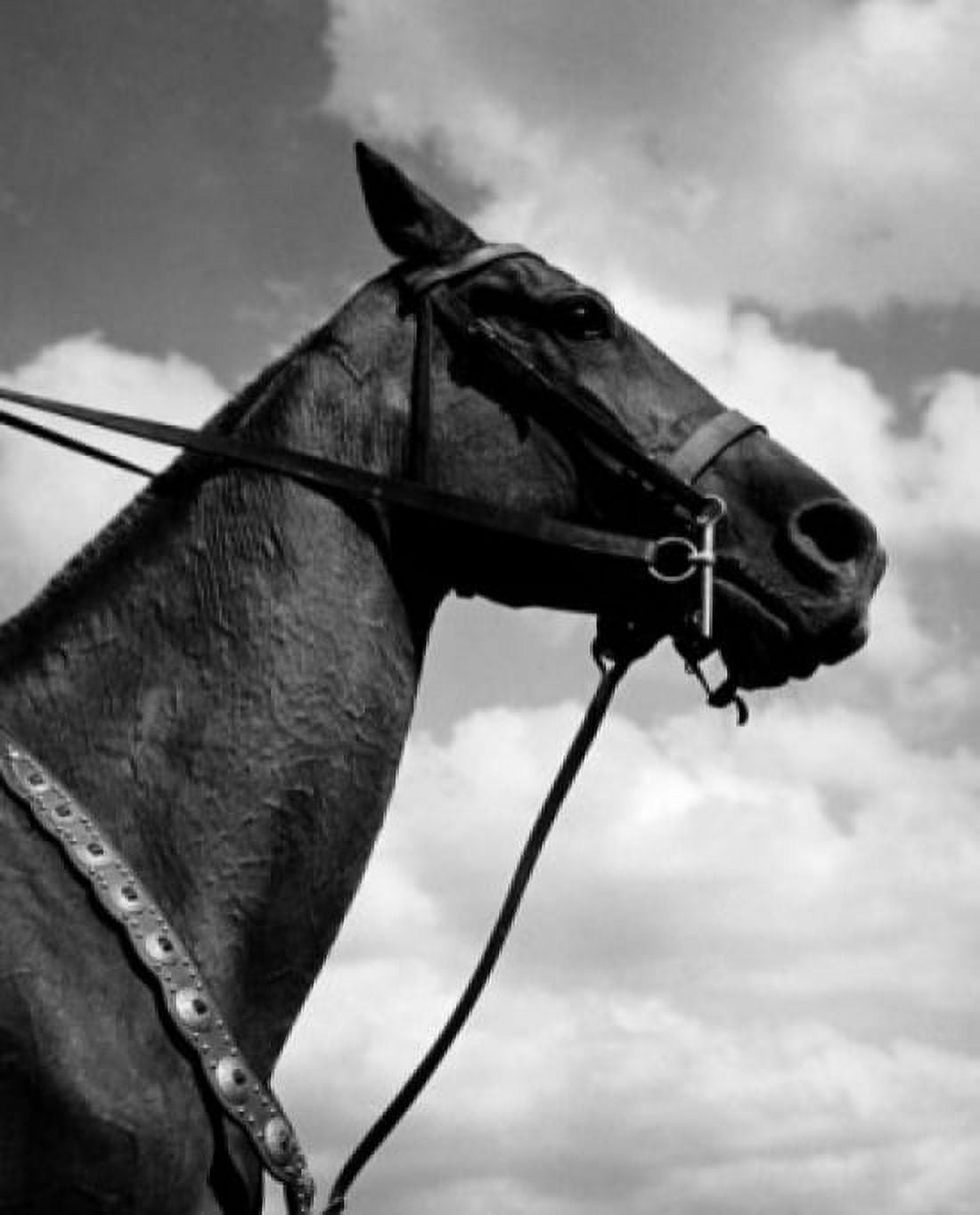Posterazzi Side profile of a horse Canvas Art -  (24 x 36)