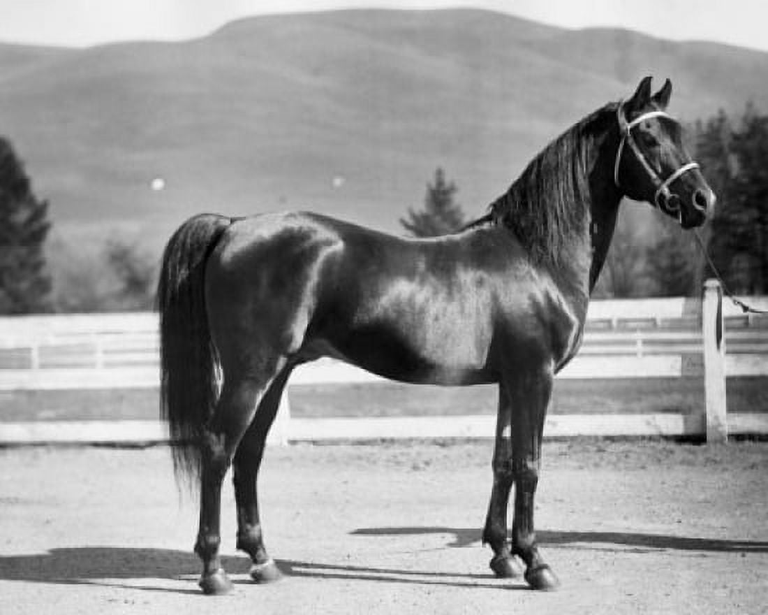 Posterazzi Side profile of a horse standing in a corral Canvas Art -  (24 x 36)