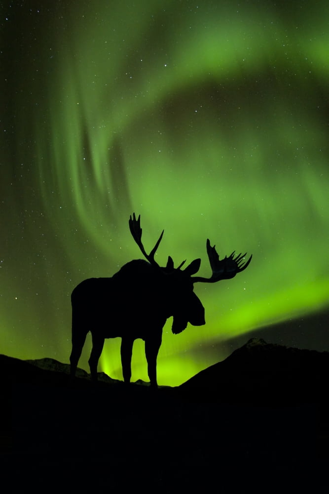 Posterazzi Silhouette of Moose with green Aurora Borealis behind it Interior Alaska Composite Canvas Art - John Hyde Design Pics (22 x 34)