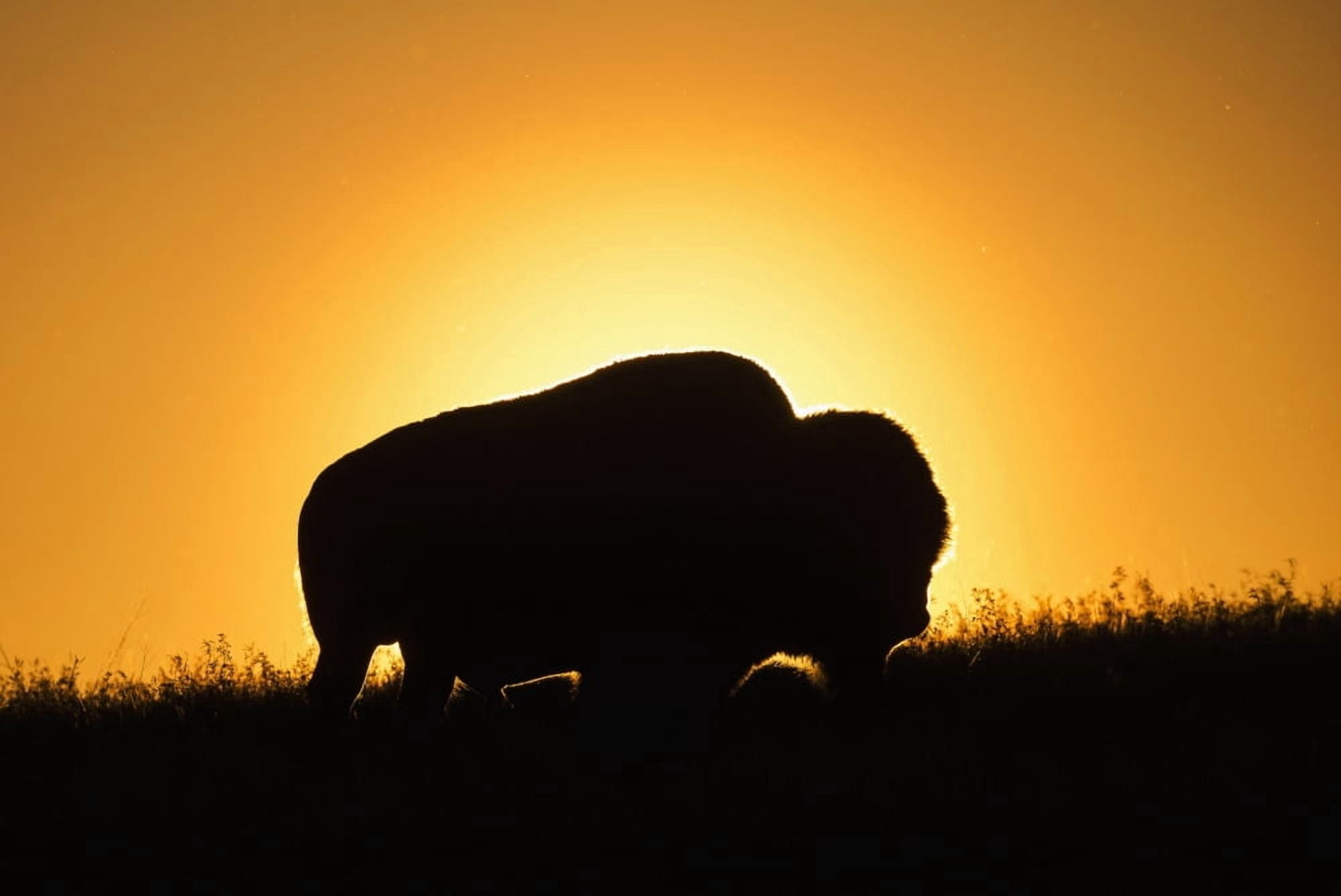 Posterazzi Silhouette of a bison at sunset Grasslands National Park Saskatchewan Canada Canvas Art - Robert Postma Design Pics (36 x 24)