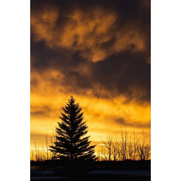 Silhouetted evergreen tree with dramatically colourful clouds at sunrise; Calgary, Alberta, Canada Poster Print (24 x 38)