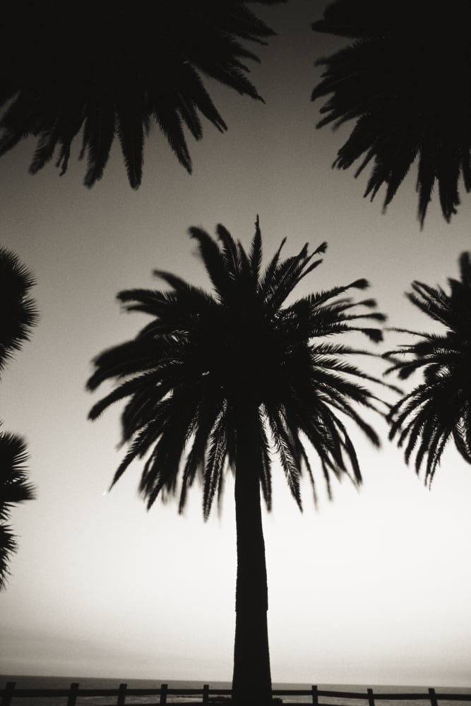 Posterazzi Silhouetted palm tree centered between other palm tree tops at dusk (black and white photograph) Canvas Art - Robert Sablan Design Pics (24 x 36)