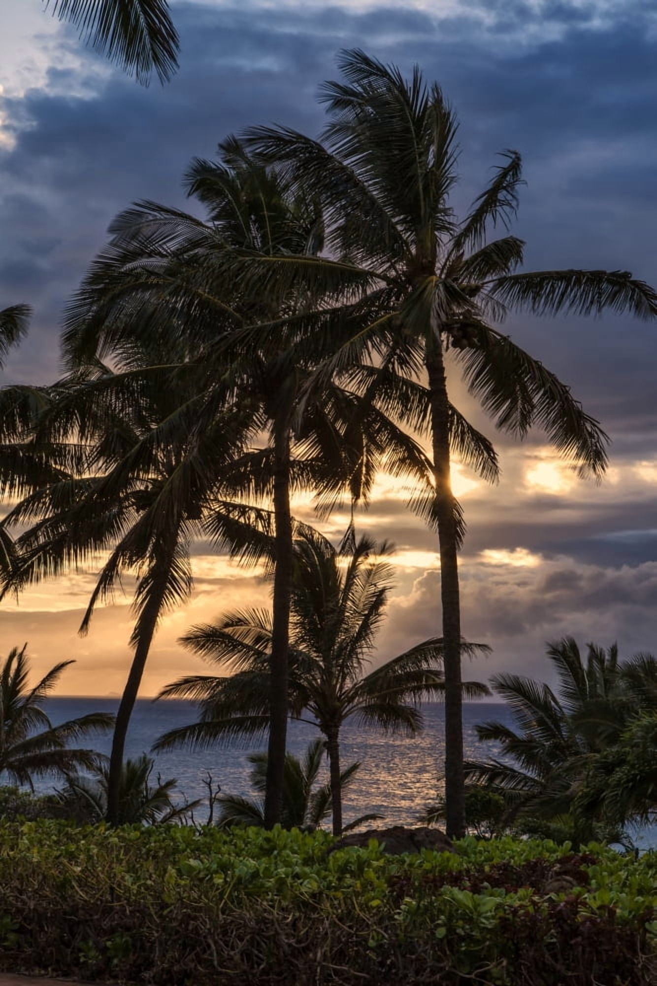 Posterazzi Silhouetted palm trees along the shoreline with the sun setting Molokai Hawaii United States of America Canvas Art - Scott Mead Design Pics (24 x 38)