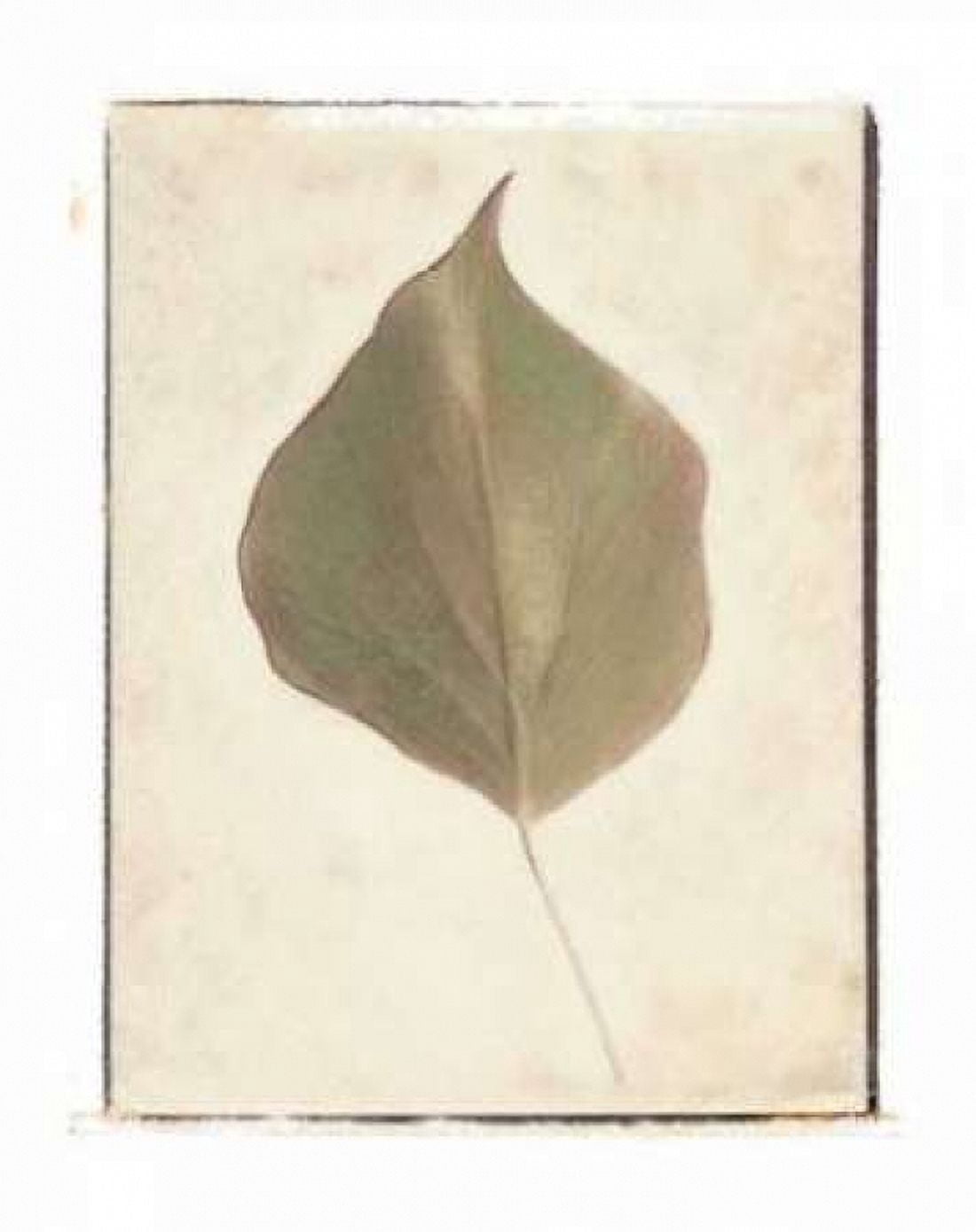 Posterazzi Single Leaf Canvas Art - Amy Melious (20 x 24)