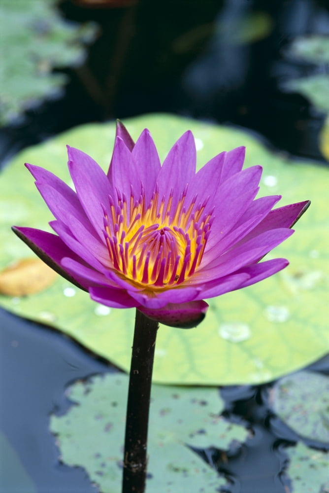 Posterazzi Single Water Lily Blossom On Plant Lily Pad With Water Droplets Atop C1655 Canvas Art - Bill Brennan Design Pics (24 x 38)