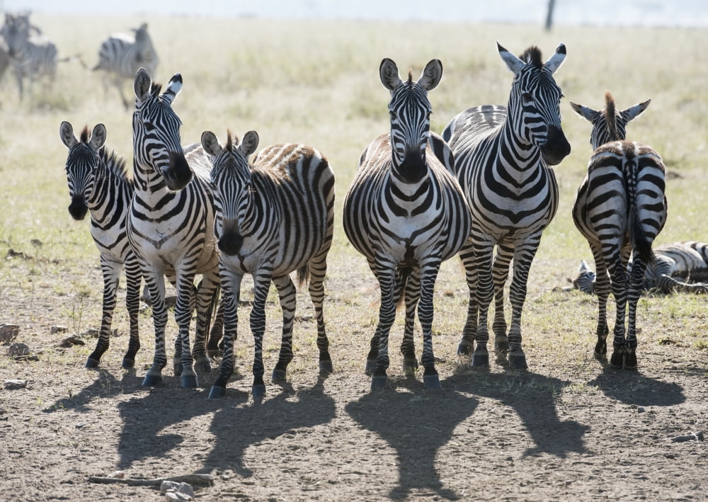 Posterazzi Six Common Zebra stand in line in Serengeti National Park Tanzania Canvas Art - Kenneth Whitten Design Pics (36 x 26)