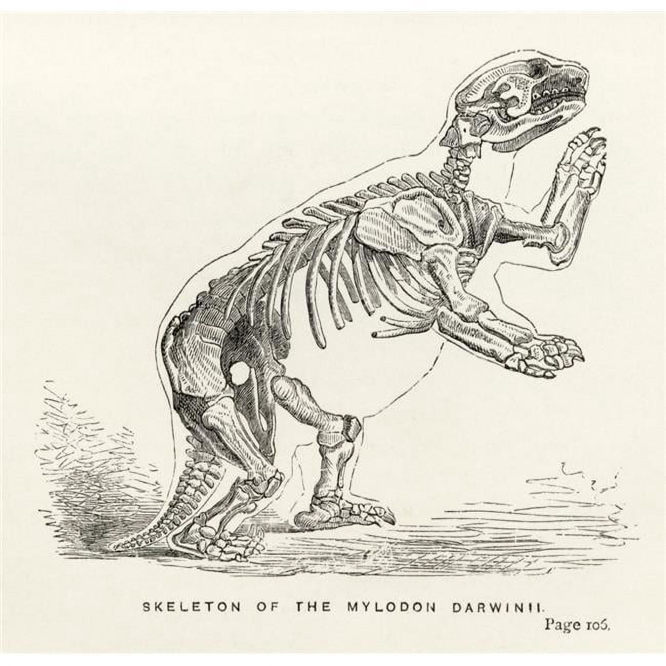 Posterazzi Skeleton of Mylodon Darwinii From The Book Journal of ...