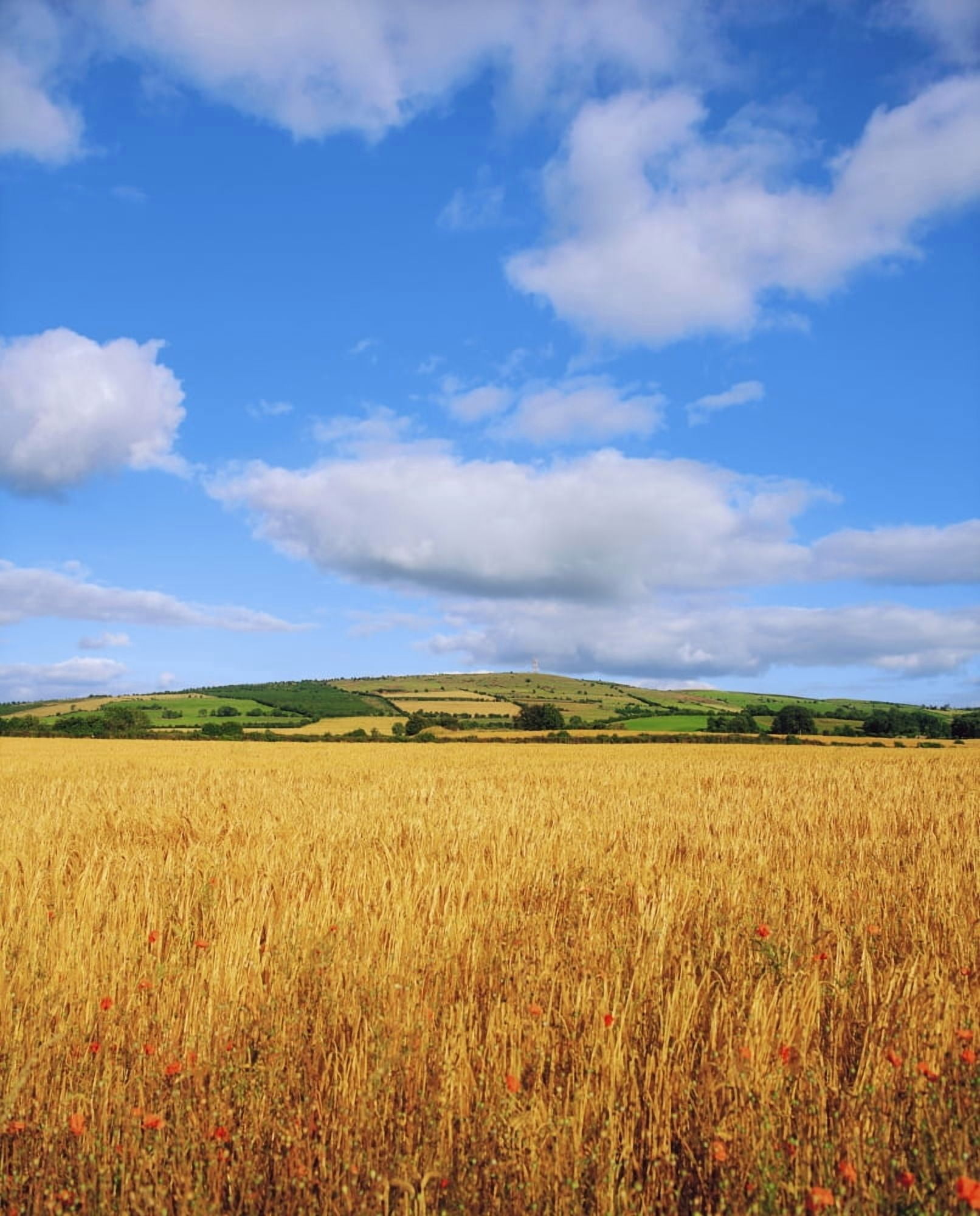 Posterazzi Slieveardagh Hills Co Kilkenny Ireland Wheat Field Canvas Art - The Irish Image Collection Design Pics (26 x 34)