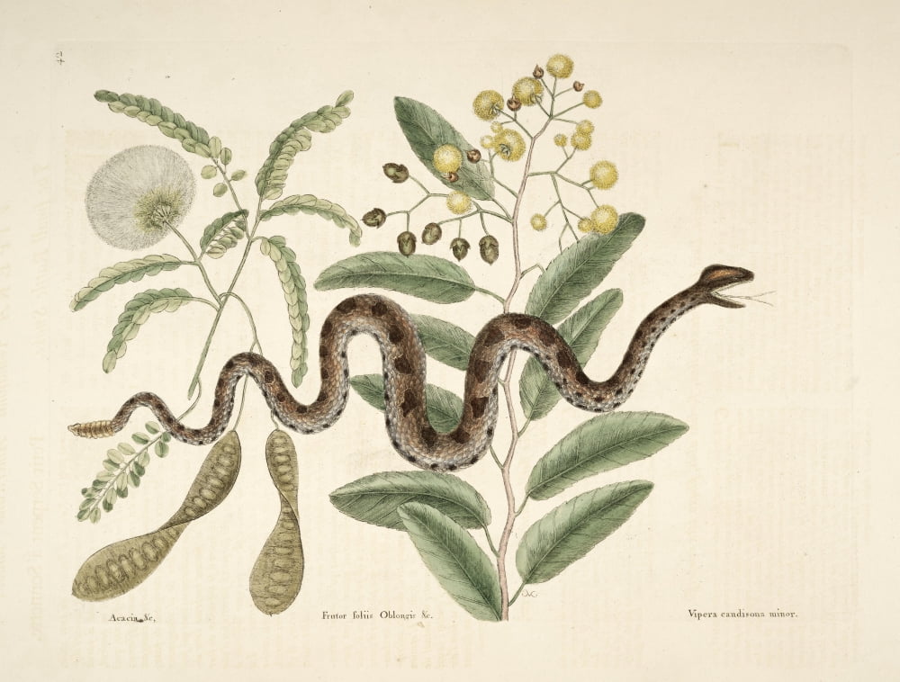 Posterazzi Small Rattlesnake Canvas Art - Mark Catesby (24 x 36)