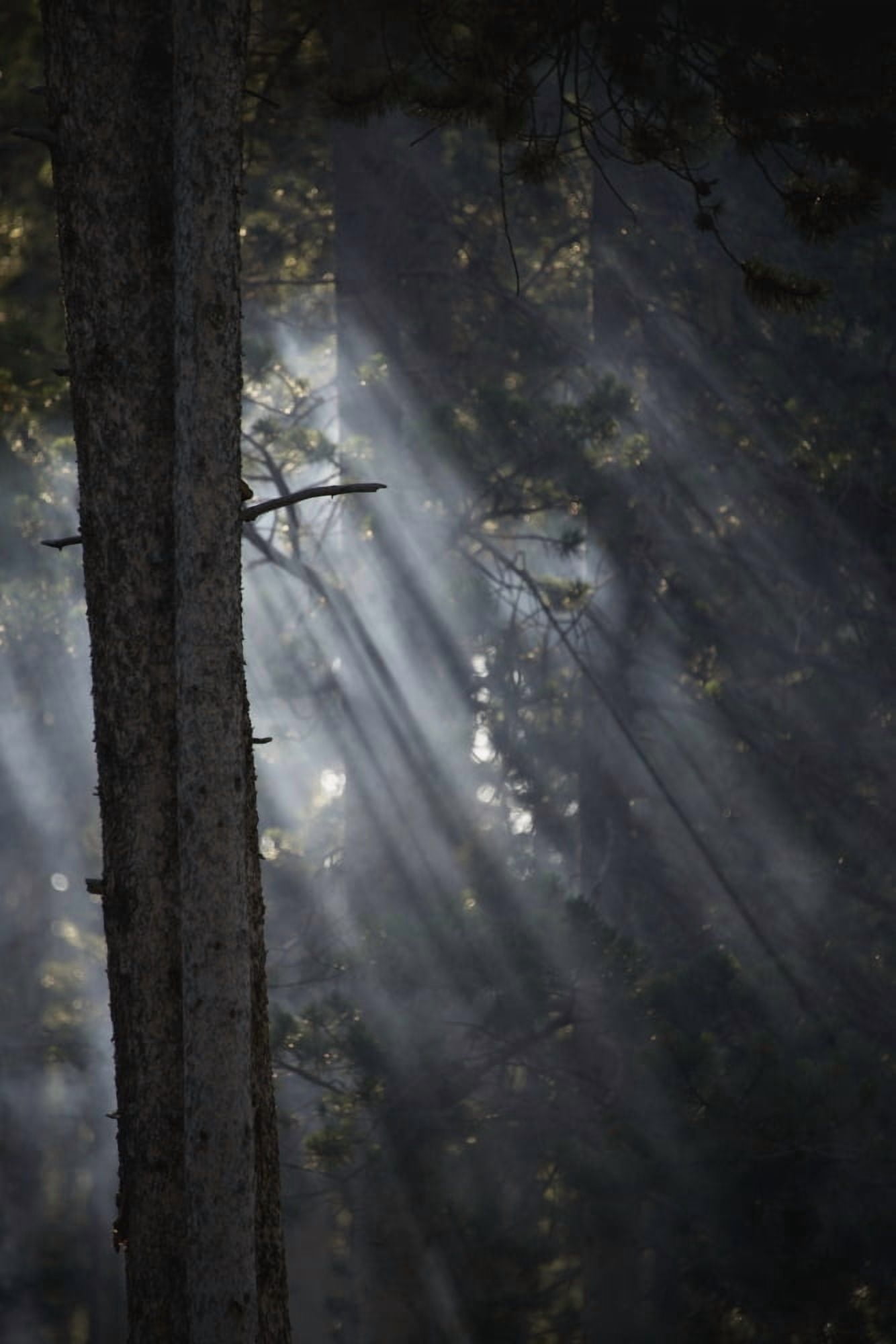 Posterazzi Smoky sunlight filtering through the trees in a forest Yellowstone National Park Wyoming United States of America Canvas Art - Nick Dale Design Pics (24 x 38)