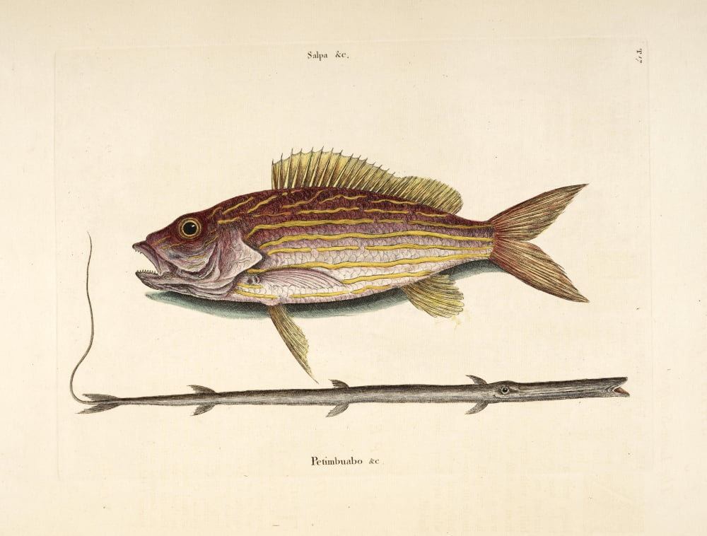Posterazzi Snapper Tobacco-pipe Canvas Art - Mark Catesby (24 x 36)
