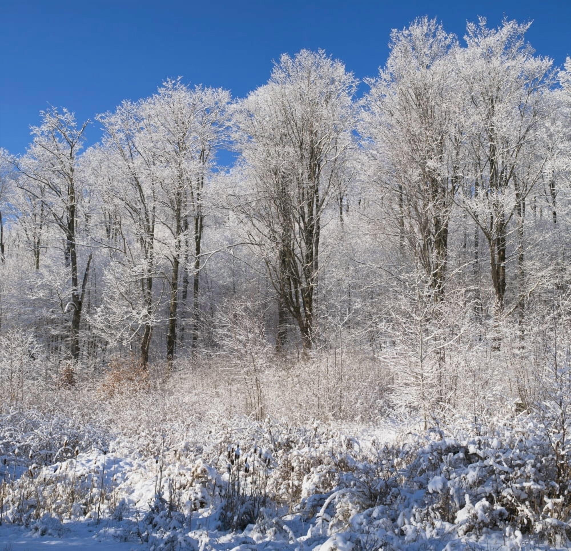 Posterazzi Snow Covered Maple Trees Iron Hill Quebec Canada Canvas Art - David Chapman Design Pics (24 x 24)
