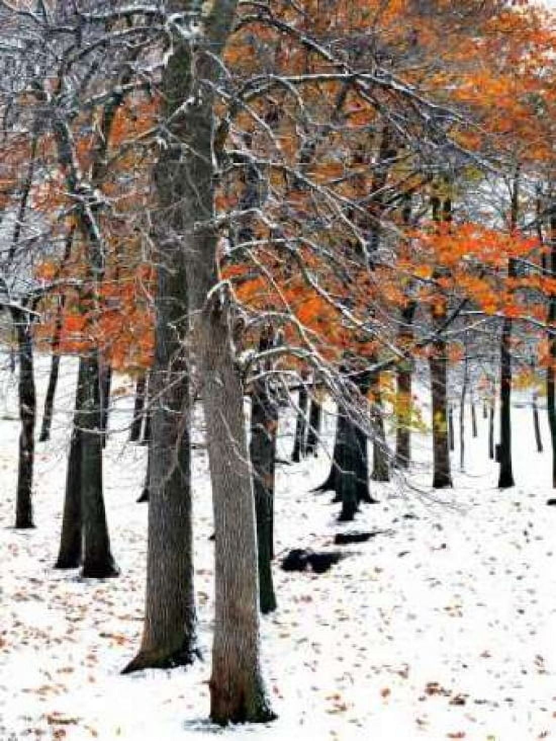 Posterazzi SnowFall II Canvas Art - Burney Lieberman (18 x 24)