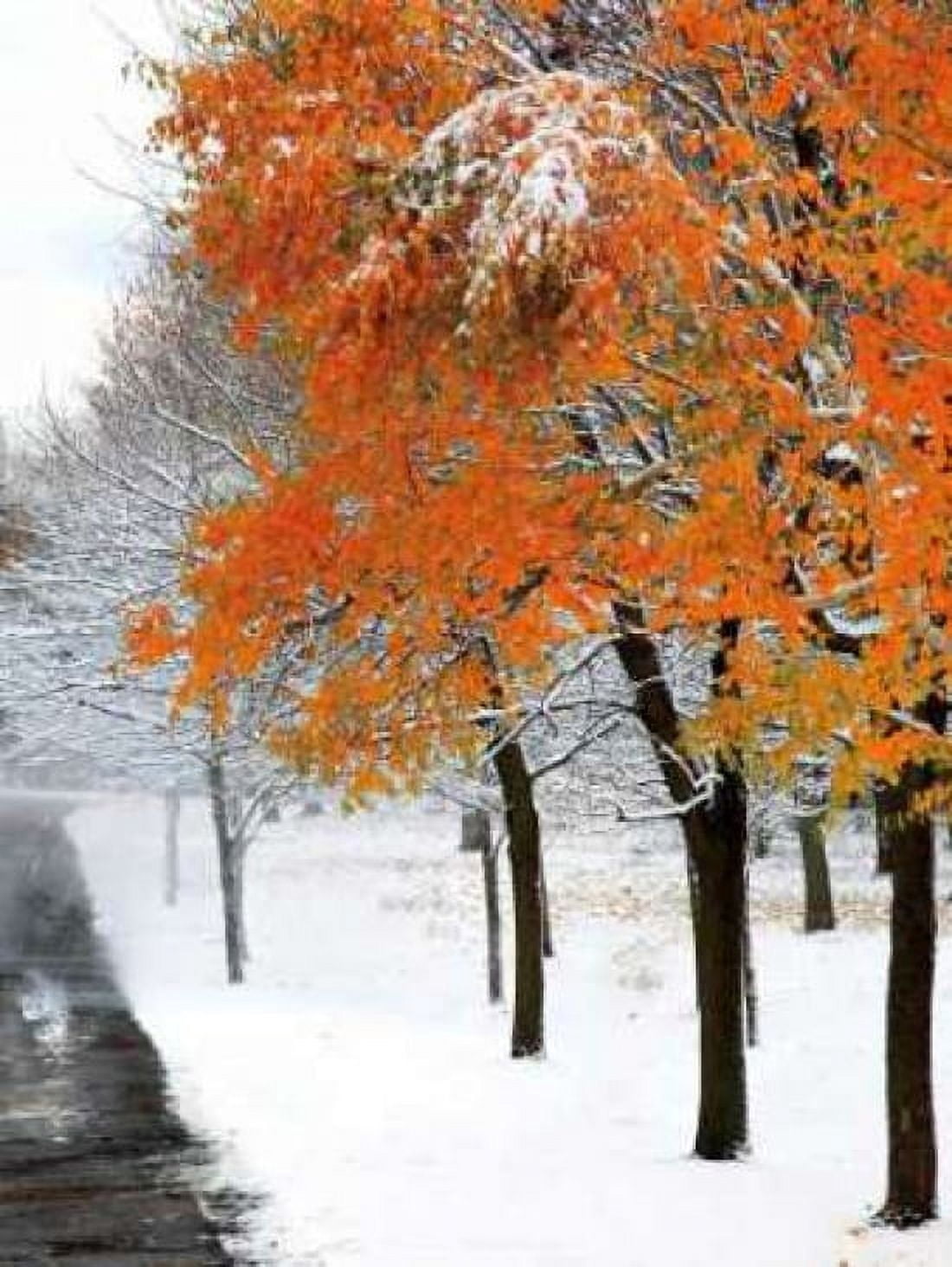 Posterazzi SnowFall III Canvas Art - Burney Lieberman (18 x 24)
