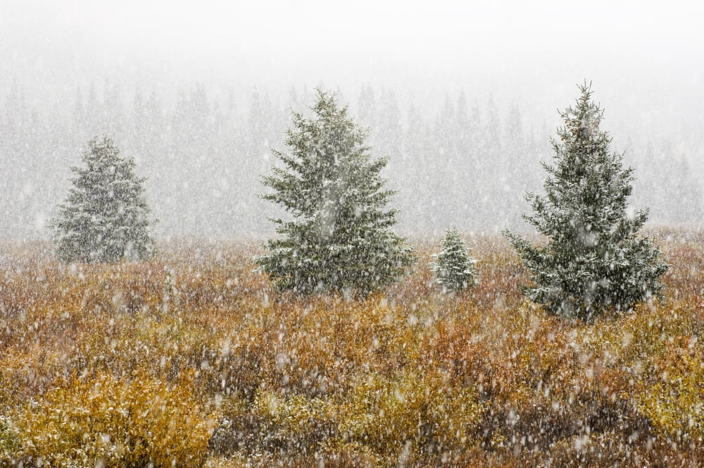 Posterazzi Snowfall On Meadow Banff National Park Alberta Canvas Art - Mike Grandmaison Design Pics (36 x 24)