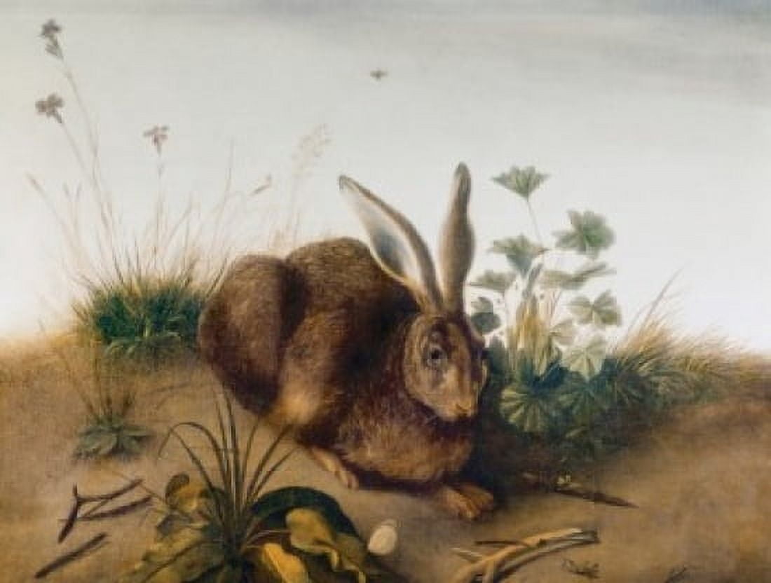 Posterazzi Snowshoe Hare by John James Audubon (1785-1851) Canvas Art - John James Audubon (24 x 36)