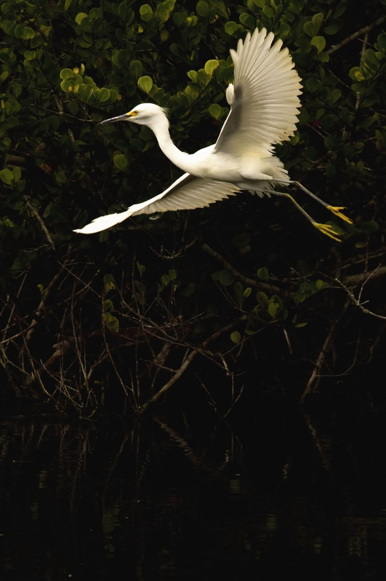 Posterazzi Snowy Egret Florida Canvas Art - Robert Postma Design Pics (22 x 34)