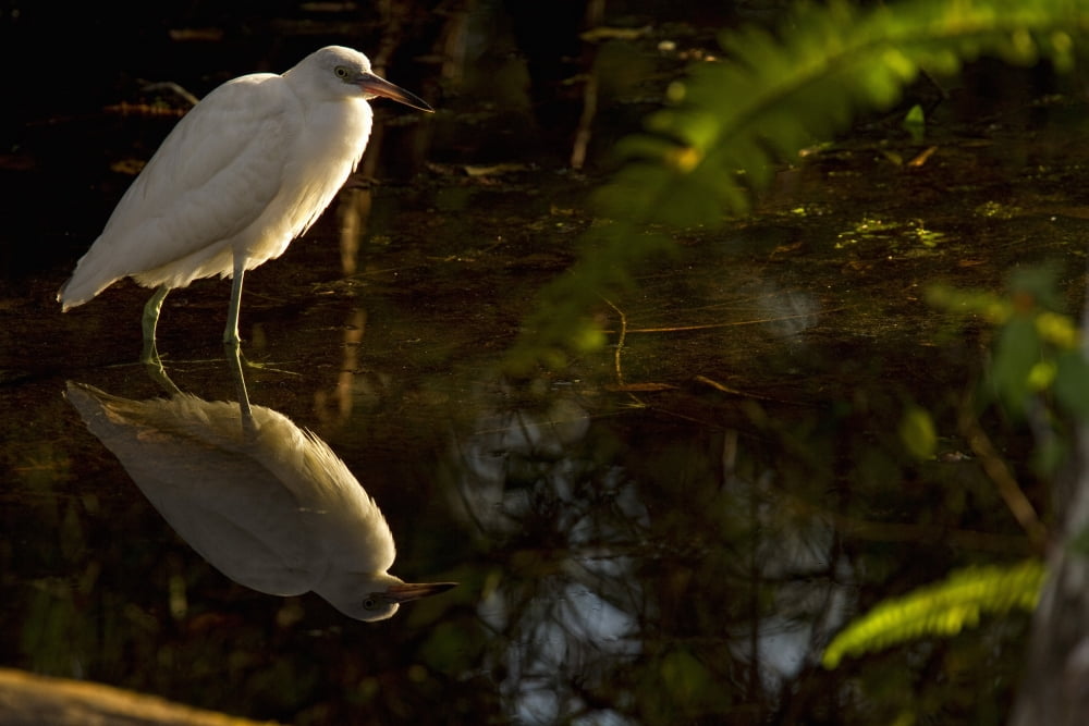 Posterazzi Snowy Egret Florida Canvas Art - Robert Postma Design Pics (34 x 22)