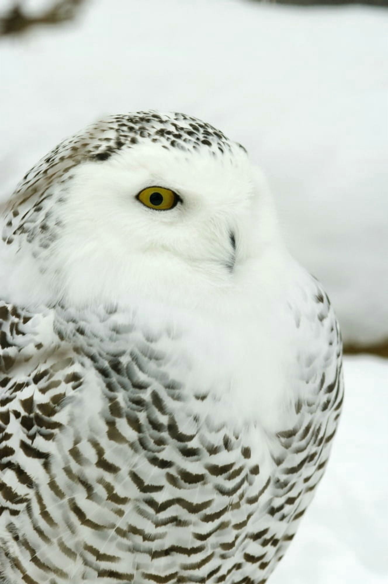 Posterazzi Snowy Owl In Ecomuseum Zoo Ste-Anne-De-Bellevue Quebec Canada Canvas Art - Steeve Marcoux Design Pics (22 x 34)