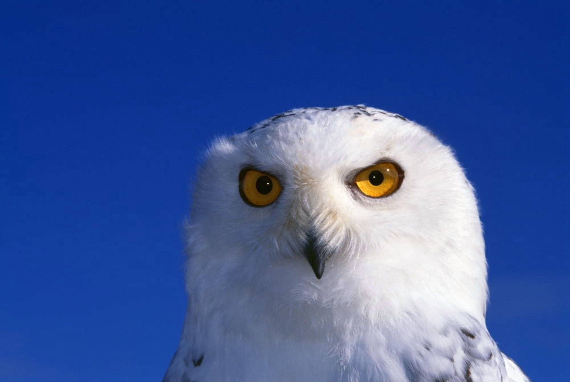 Posterazzi Snowy Owl Looking At Camera Stern Expression Canvas Art - Natural Selection William Banaszewski Design Pics (36 x 24)
