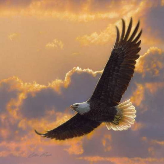 Posterazzi Soaring Spirit Canvas Art - Colin Bogle (24 x 24)