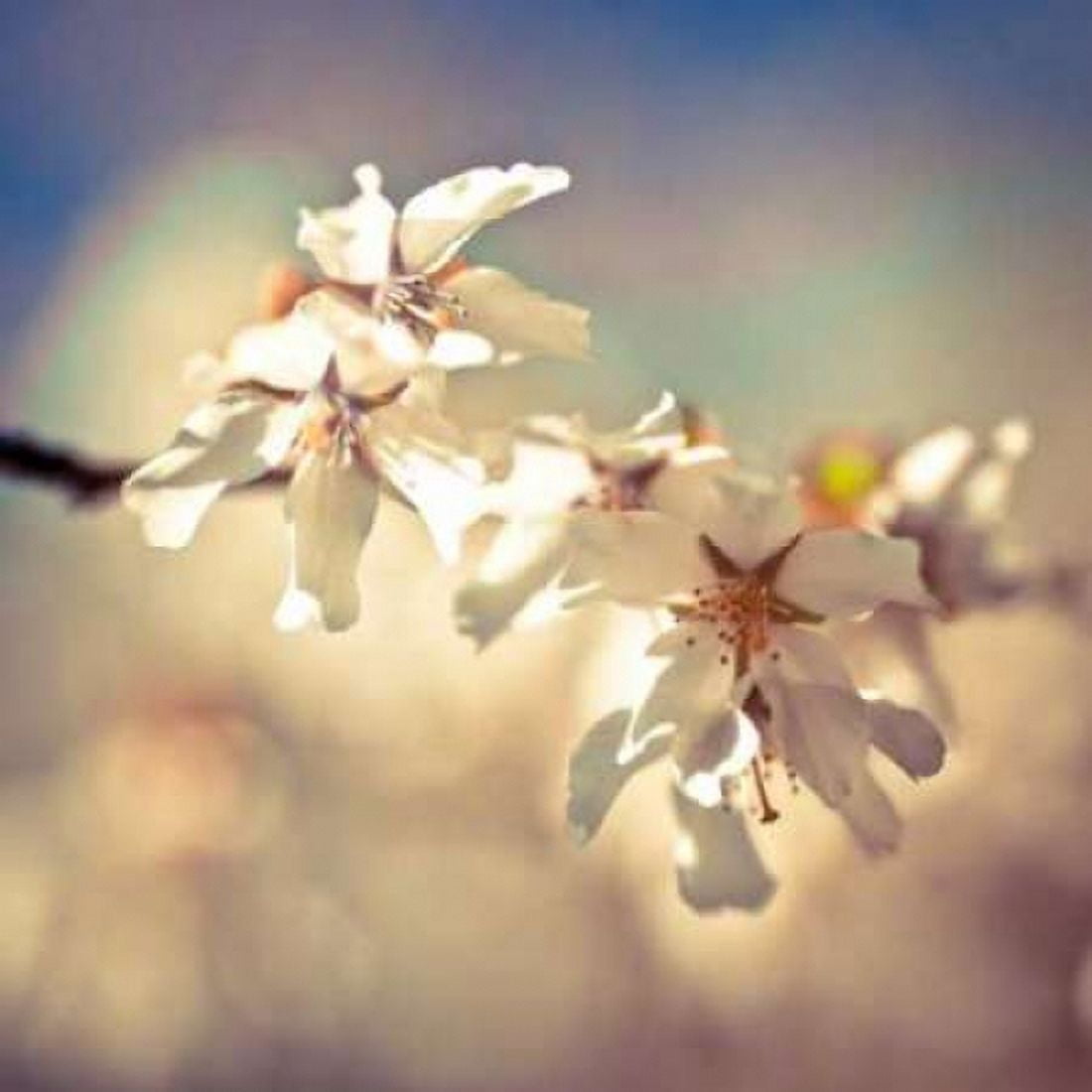 Posterazzi Soft Bloom I Canvas Art - Assaf Frank (24 x 24)