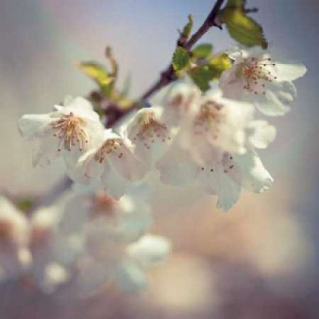 Posterazzi Soft bloom II Canvas Art - Assaf Frank (24 x 24)