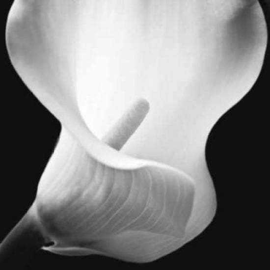 Posterazzi Softness I Canvas Art - Assaf Frank (24 x 24)