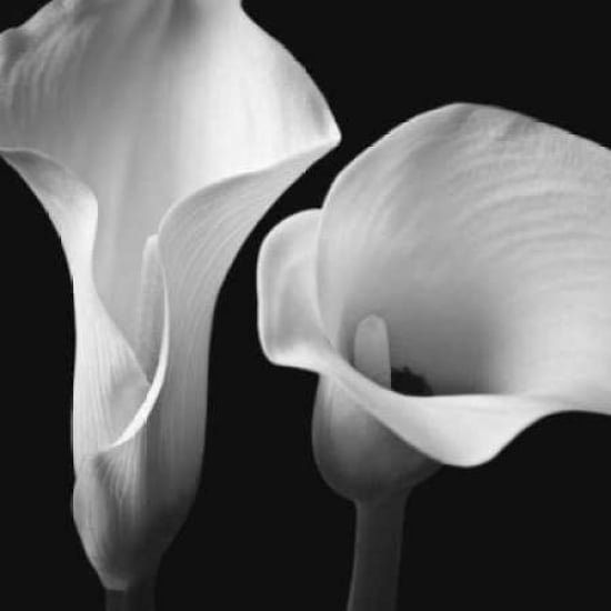 Posterazzi Softness II Canvas Art - Assaf Frank (24 x 24)