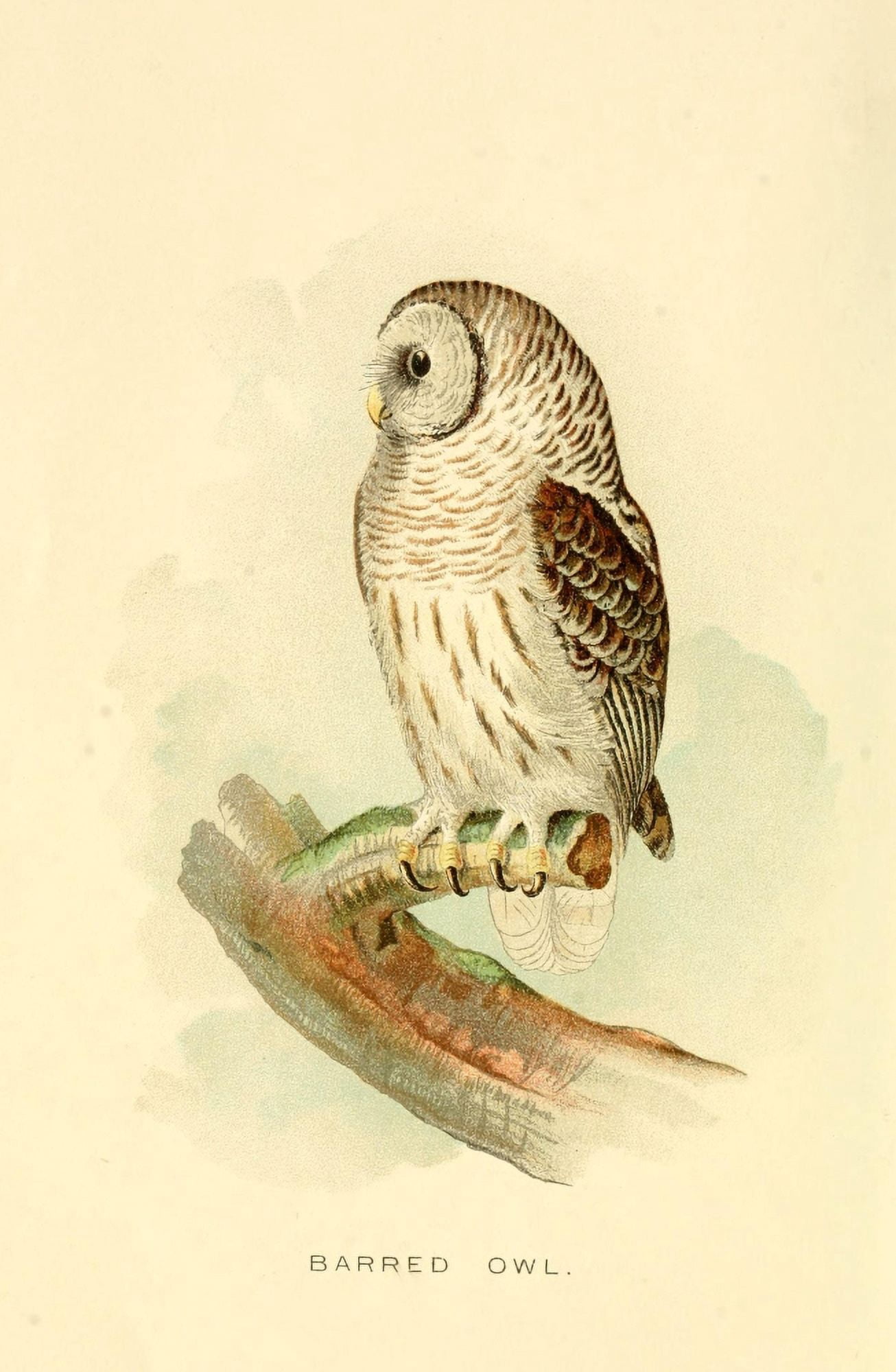 Posterazzi Some Birds 1897 Barred Owl Canvas Art - Unknown (24 x 36)