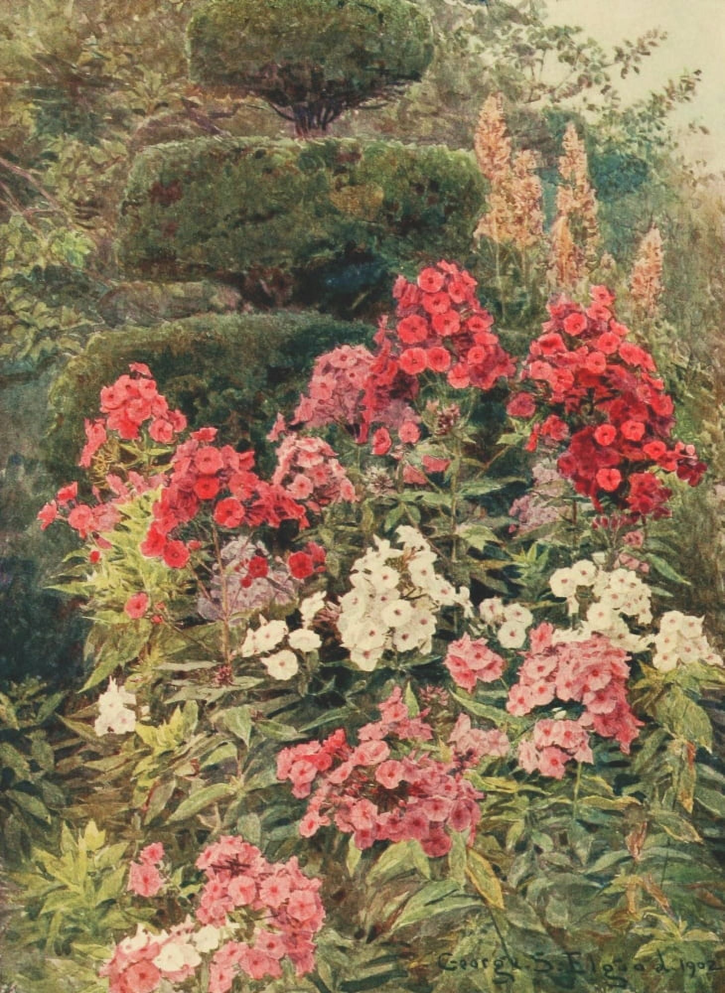 Posterazzi Some English Gardens 1904 Phlox Canvas Art - George S Elgood (24 x 36)