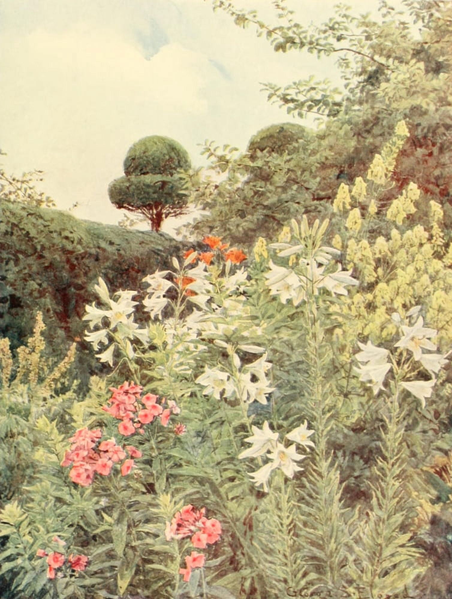 Posterazzi Some English Gardens 1904 White Lilies & Yellow Monkshood Canvas Art - George S Elgood (24 x 36)