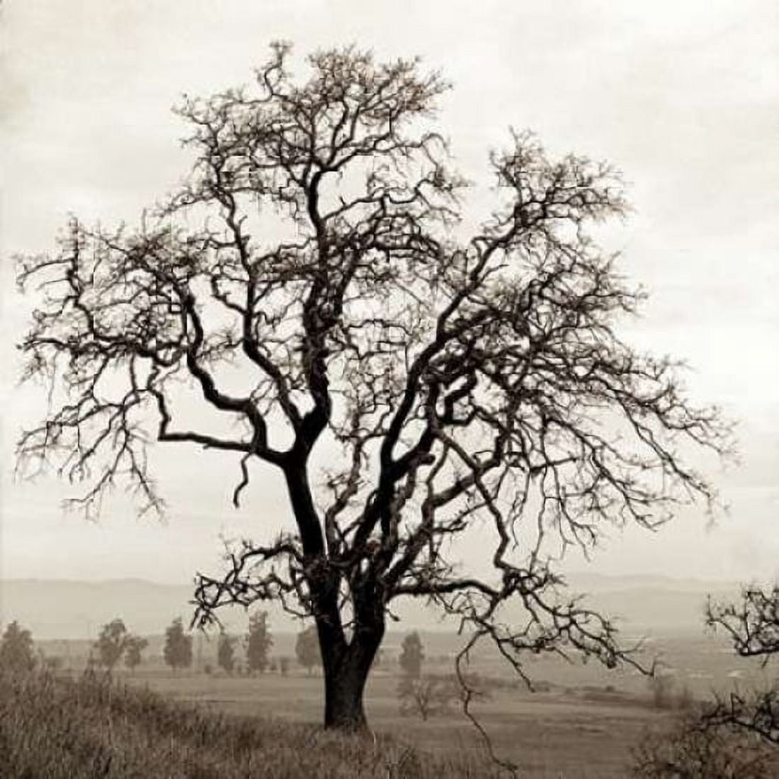 Posterazzi Sonoma Oak - 1 Canvas Art - Alan Blaustein (24 x 24)