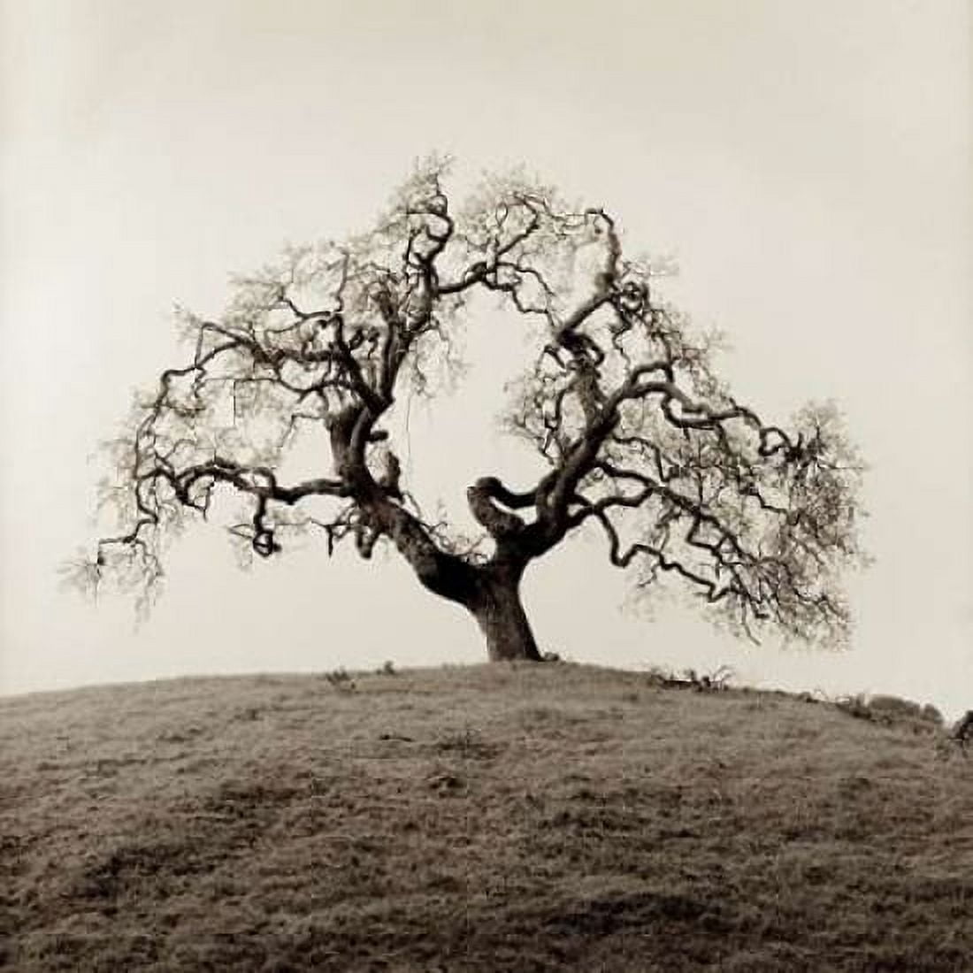 Posterazzi Sonoma Oak - 2 Canvas Art - Alan Blaustein (24 x 24)